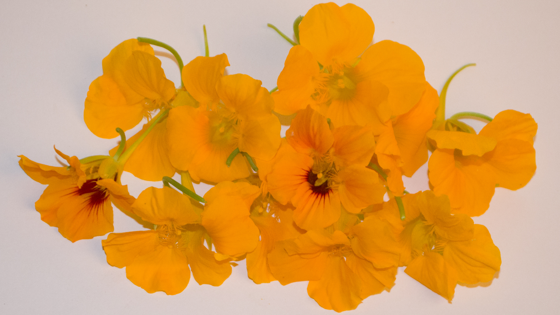 kapuziner-bl-ten-essbar-gelb Kapuzinerblüten gelb Essbare Blüten