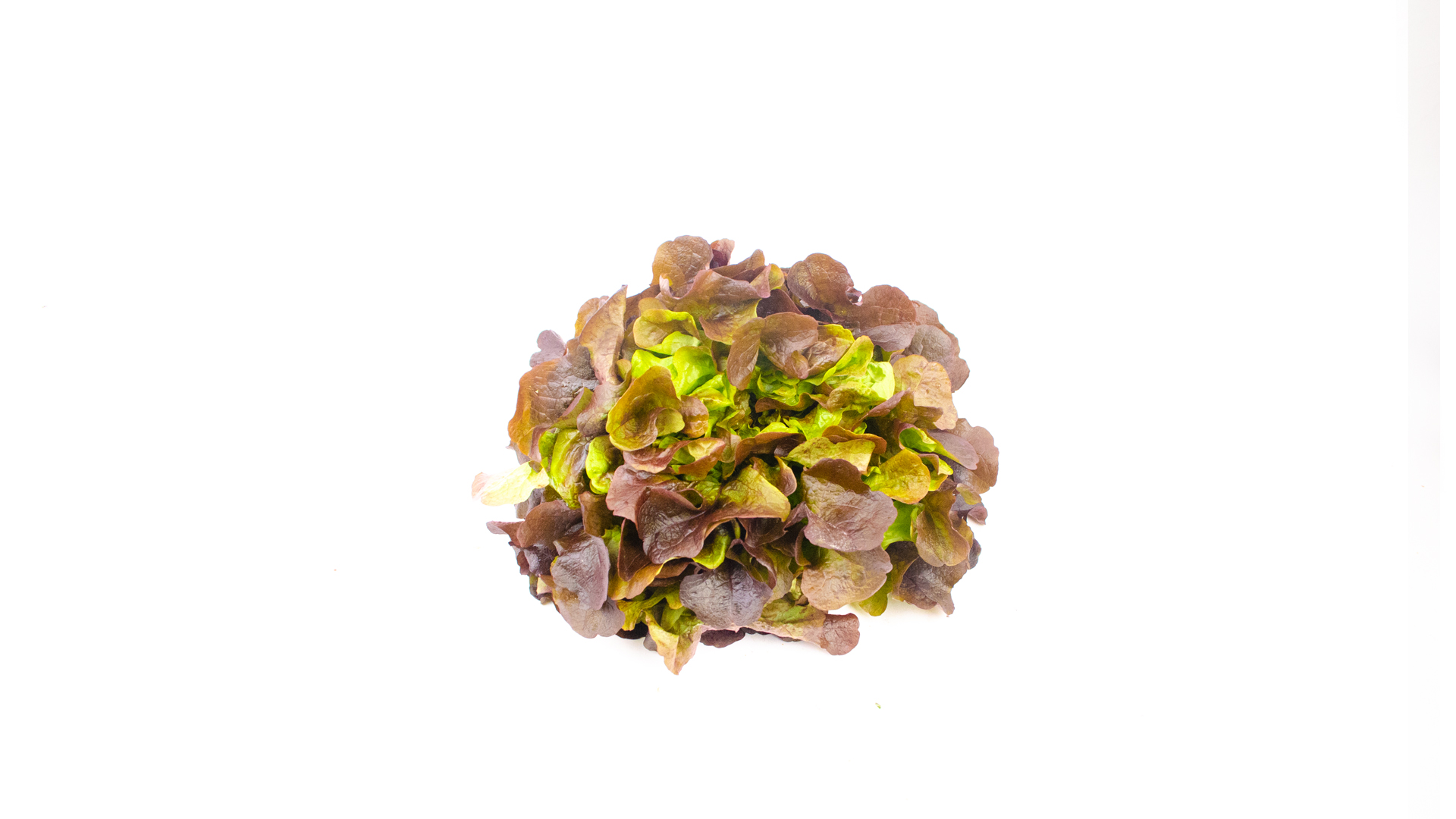 Eichenblatt-Salat-rot