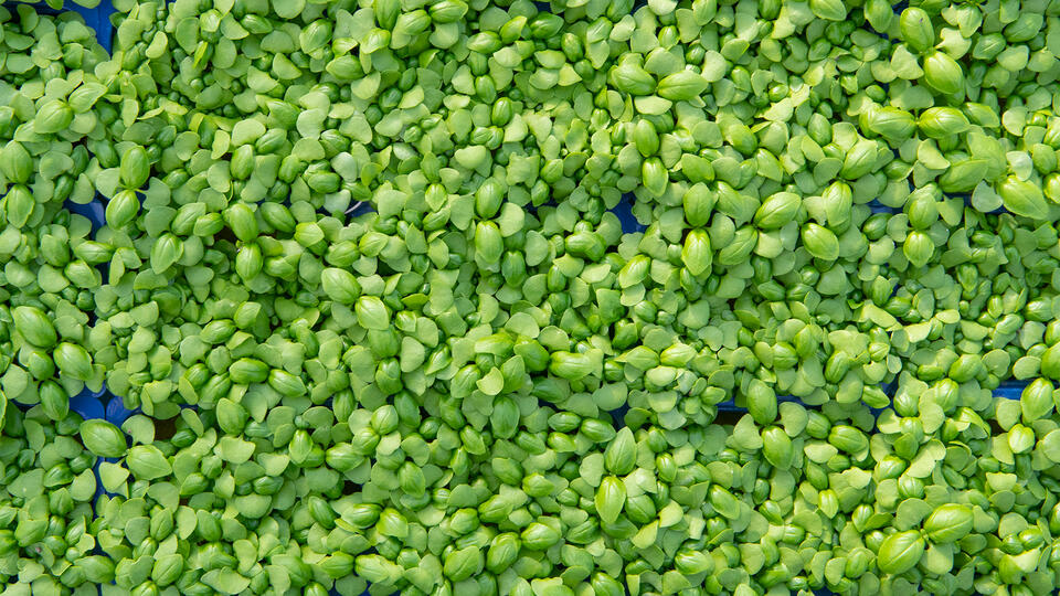 basilcress-topview-7395-16x9-kopie