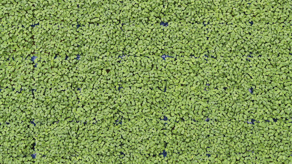 rucolacress-topview-8185-16x9