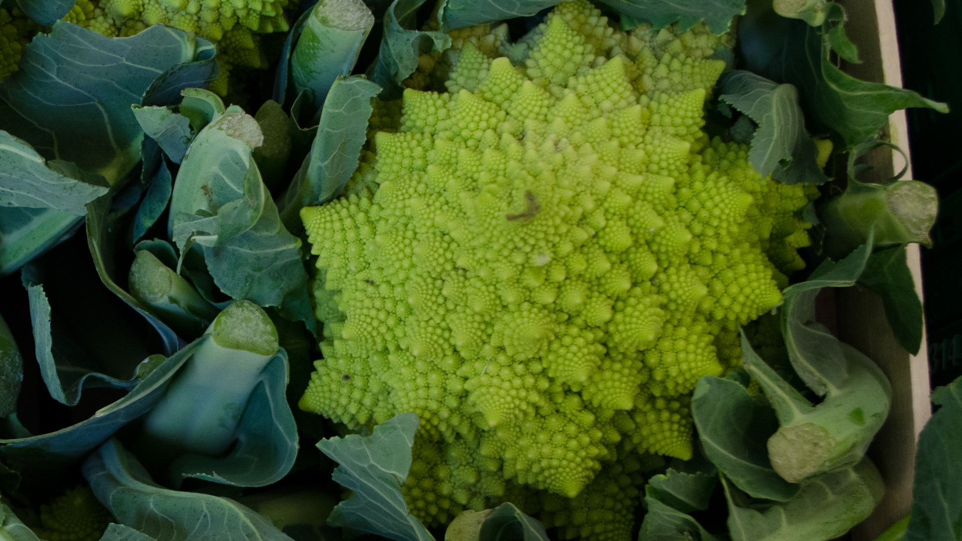 Romanesco Romanesco