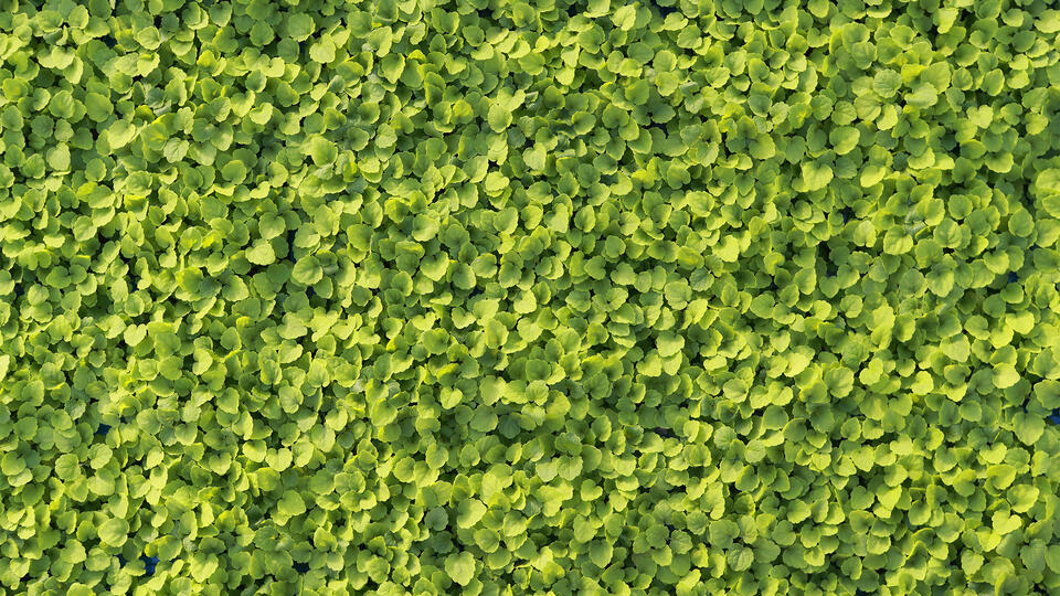 atsinacress-topview-0784-16x9-kopie