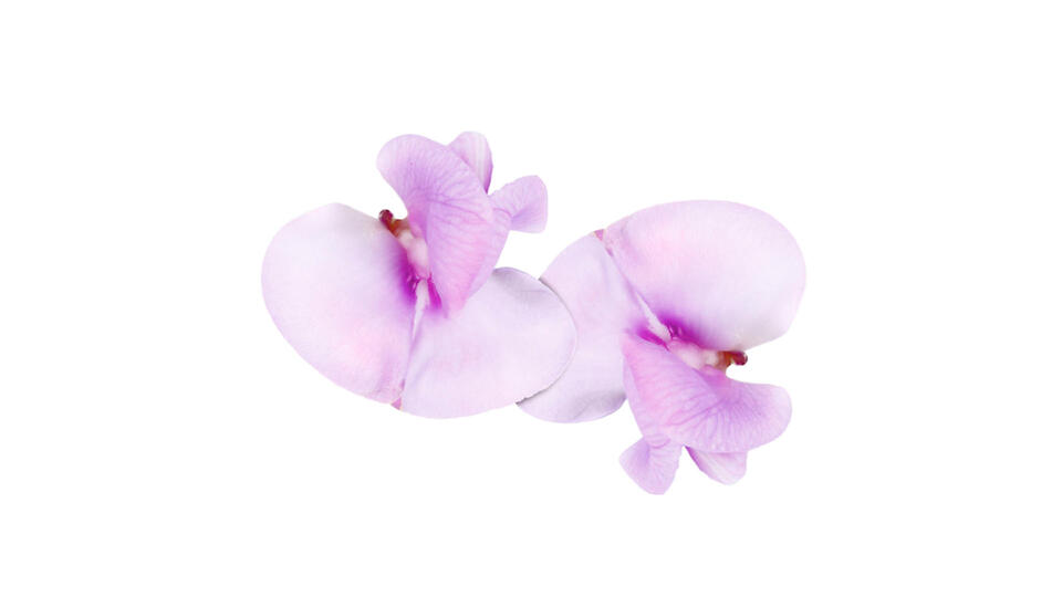 special-wb-beanblossom-1845-rgb-16-9