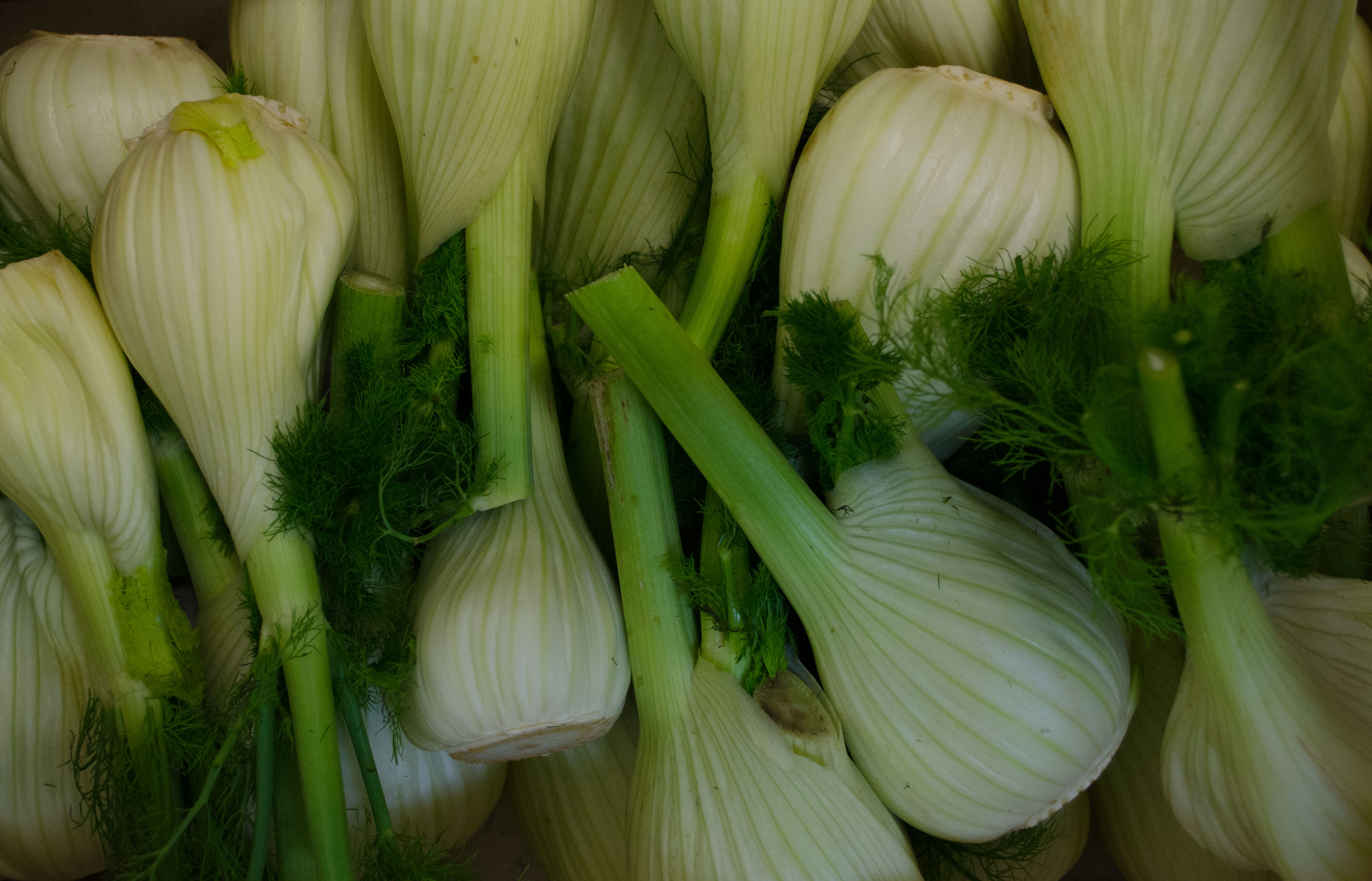 Bio Fenchel kg