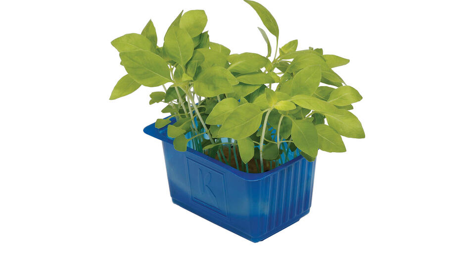 cress-limoncress-0082-rgb-16-9 Lemon Cress
