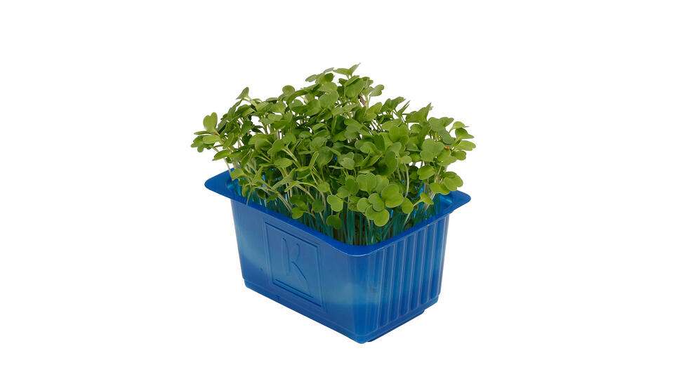 cress-rucolacress-0107-rgb-16-9 Rucola Cress