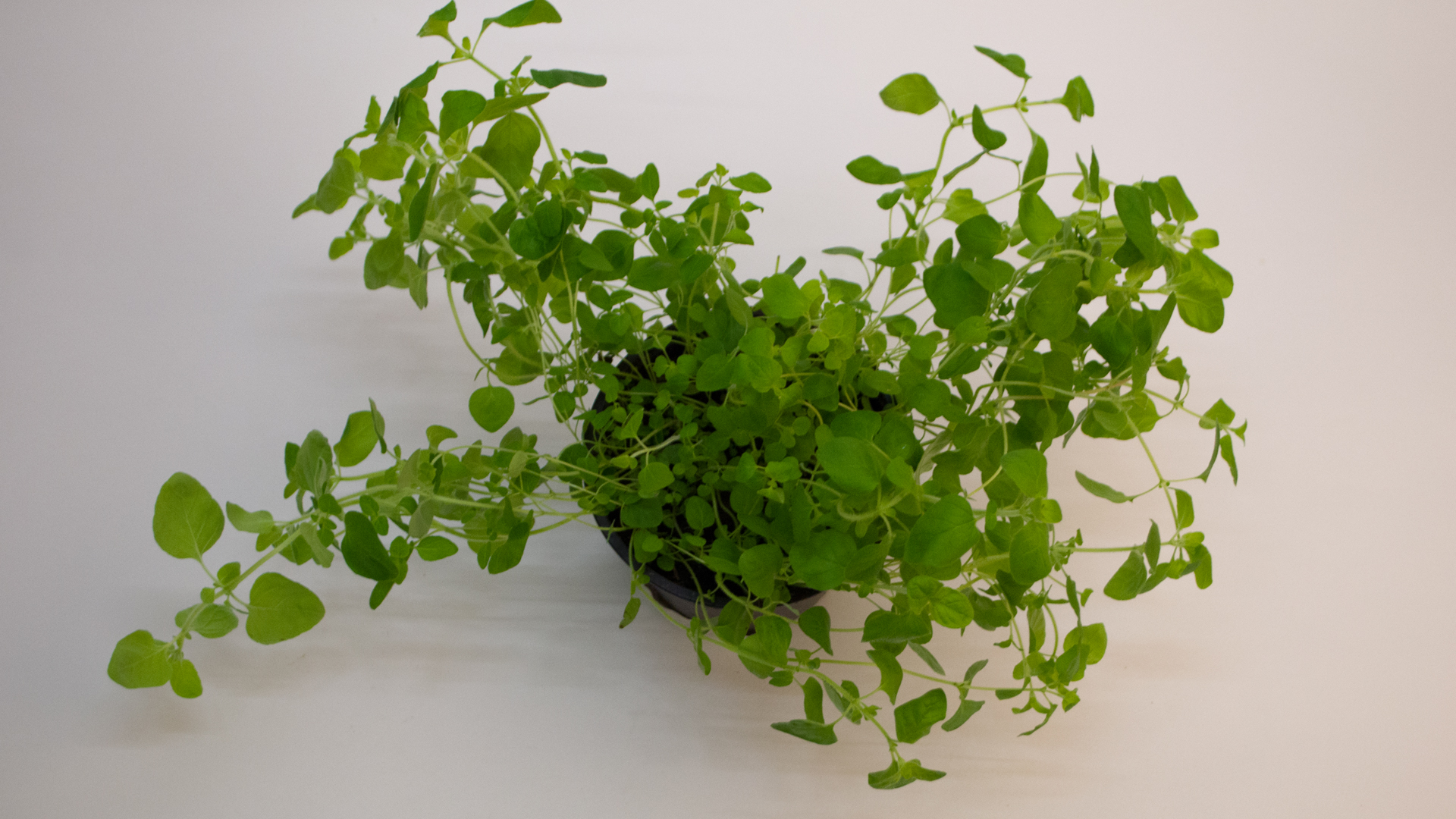 Bio-Oregano-Topf