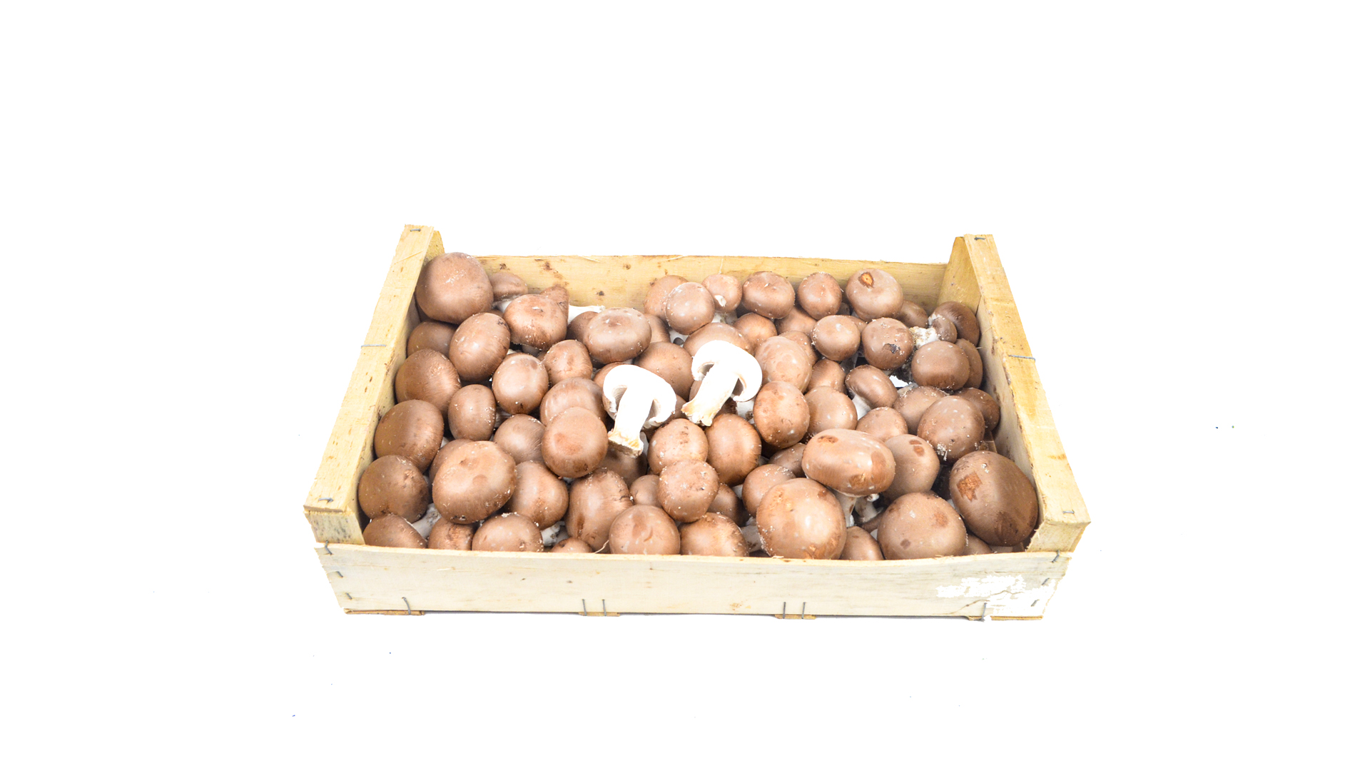 Pilze-champions-braun-aufgeschnitten