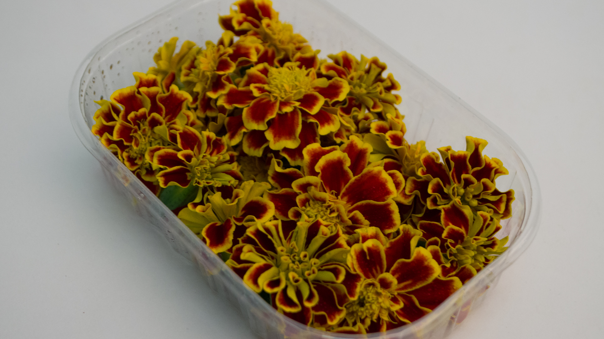 tagetes-essbare-blueten-orange-schale Tagetes Blüten rot / orange Essbare Blüten