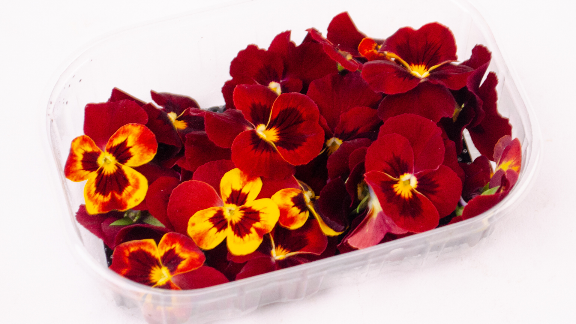 hornveilchen-rot-gelb-essbare-blueten-schale Steinkraut essbare Blüten weiss