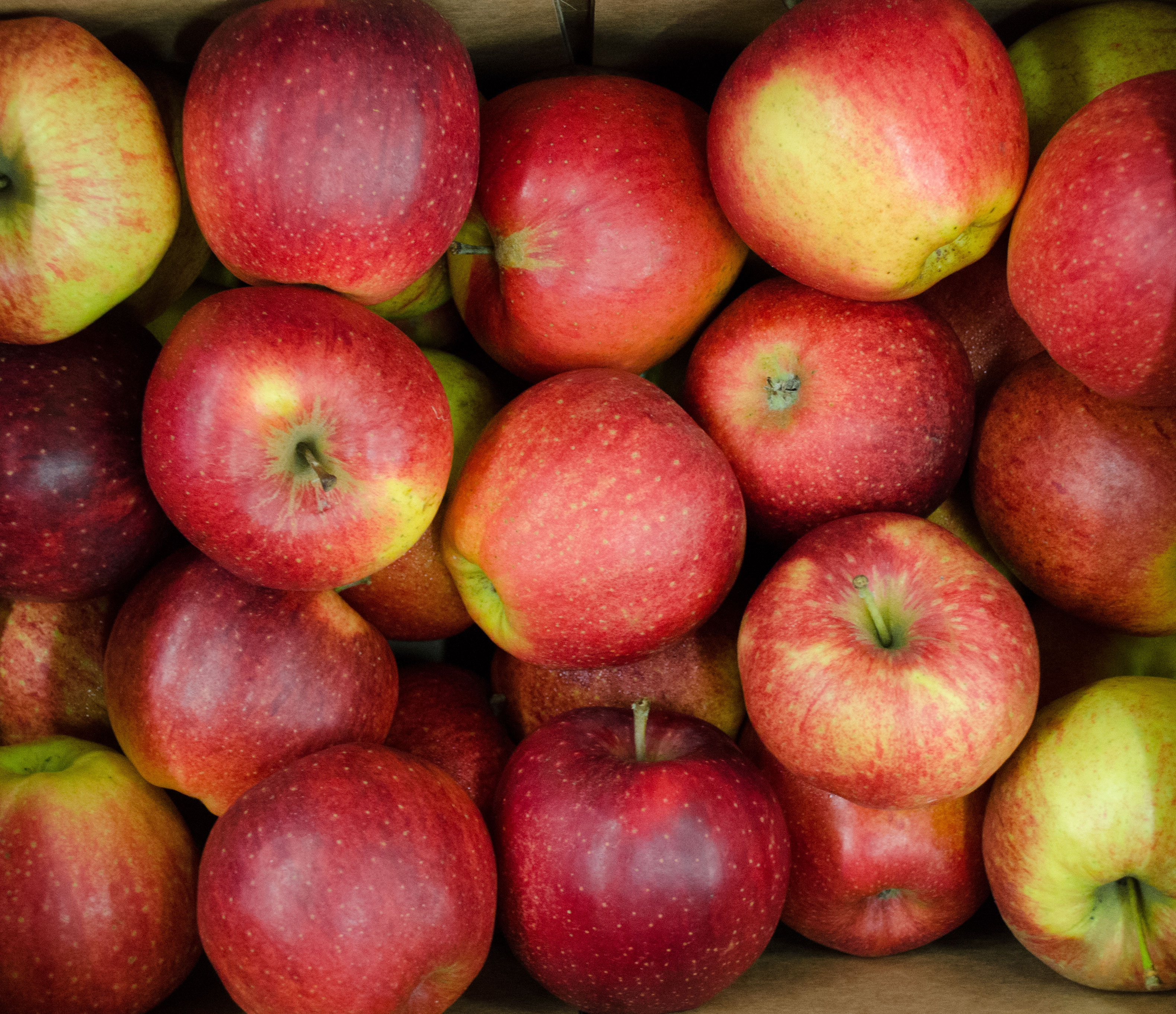 Bio-Apfel-Jonagored Bio Apfel Jonagored Kiste