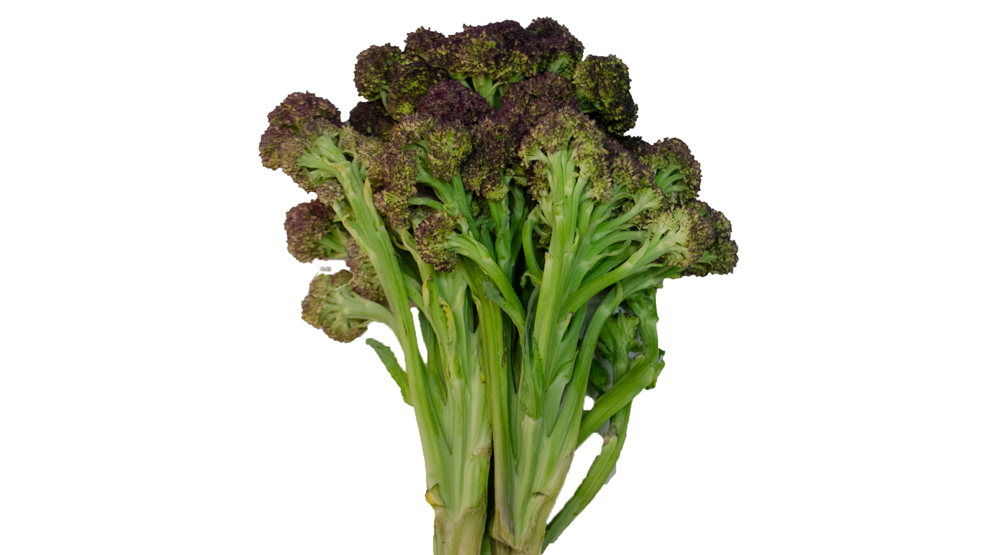 wilder-brokkoli