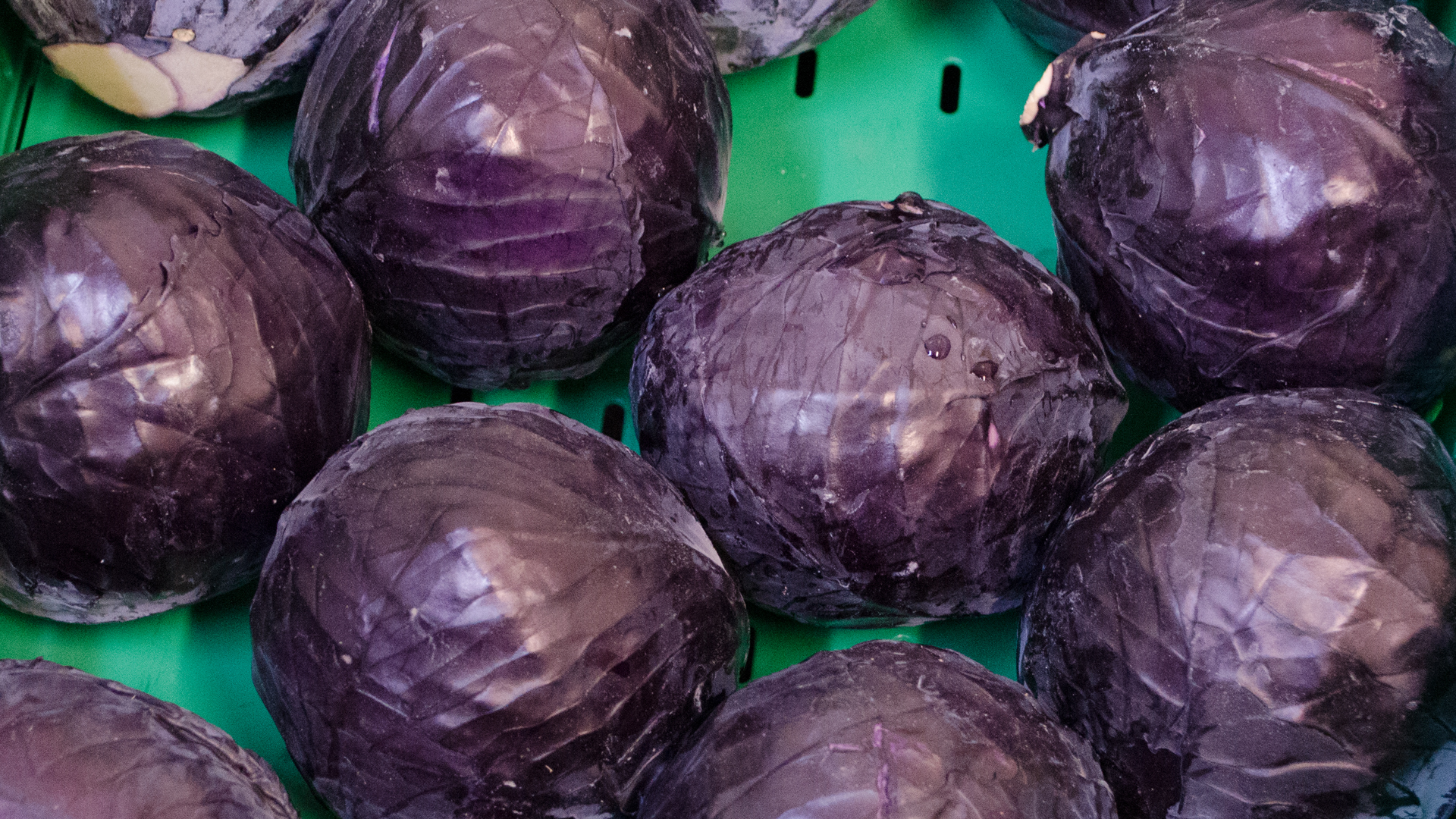 Bio Rotkohl 10kg Kiste