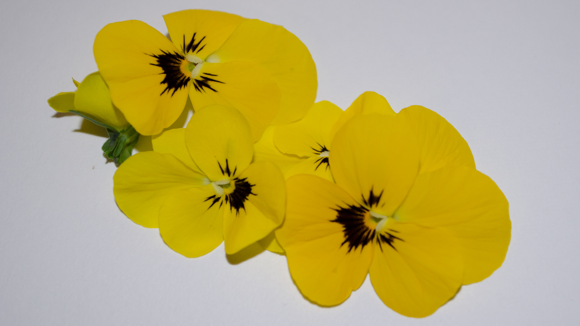 hornveilchen-einzeln Hornveilchen gelb - Essbare Blüten