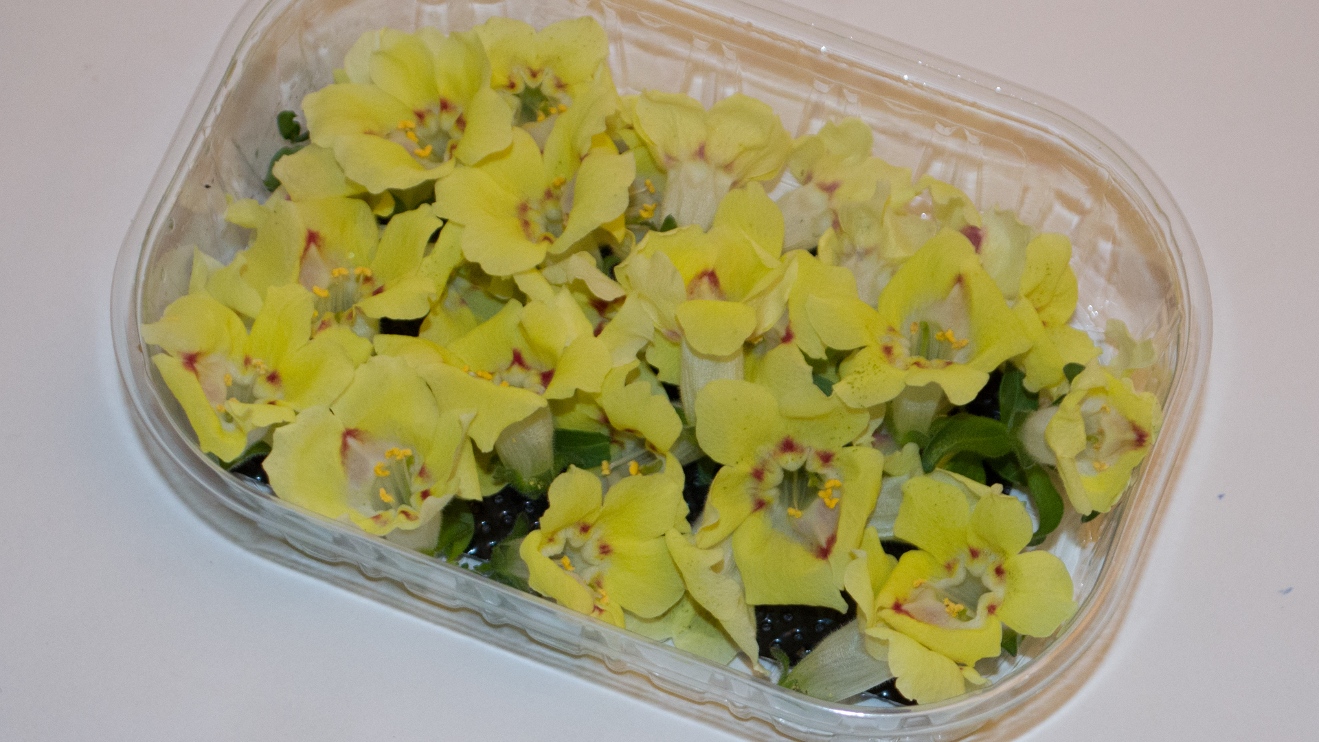 l-wenm-ulchen-gelb-schale Löwenmäulchen gelb- Essbare Blüten