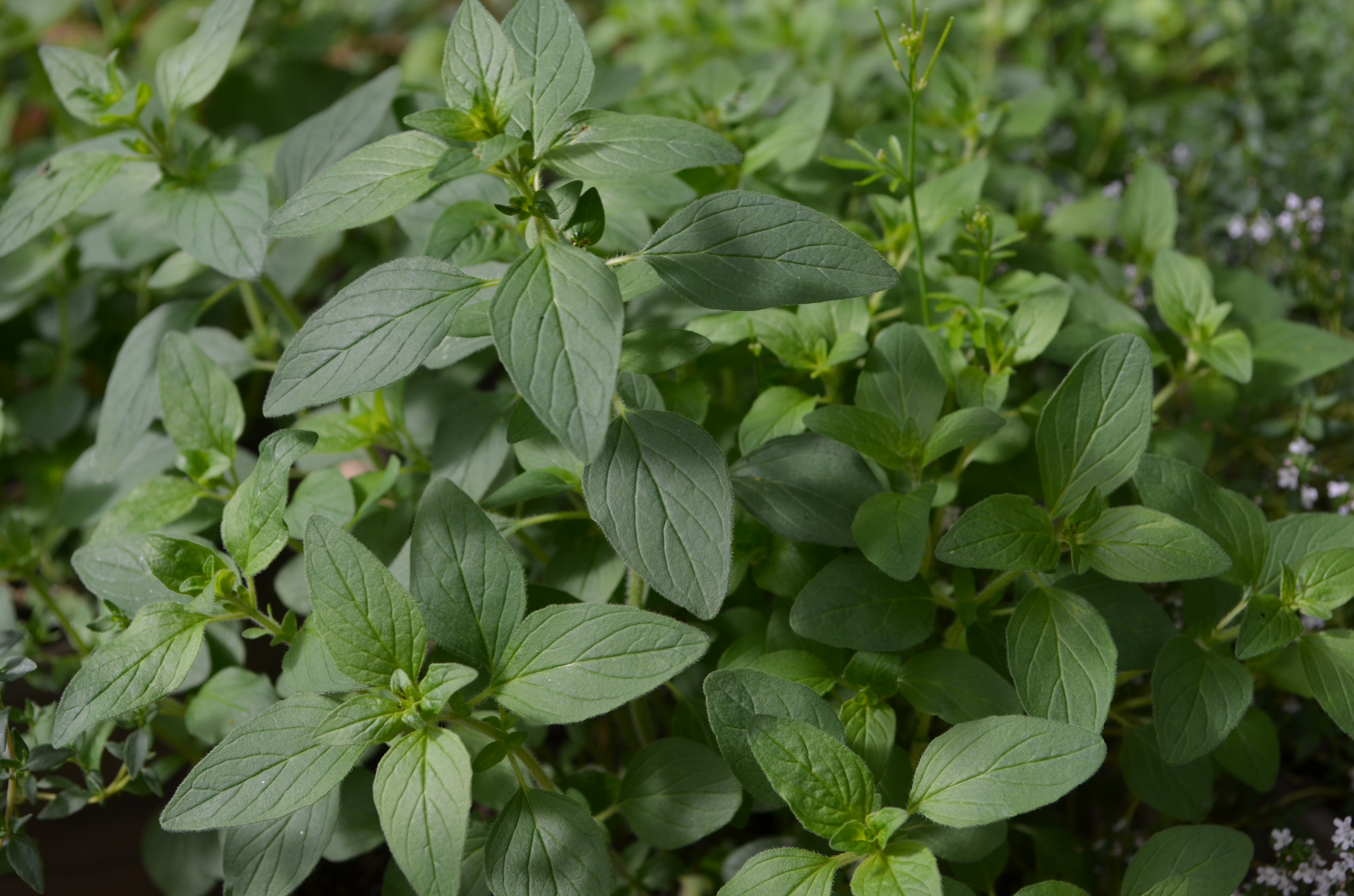 Bio-Oregano