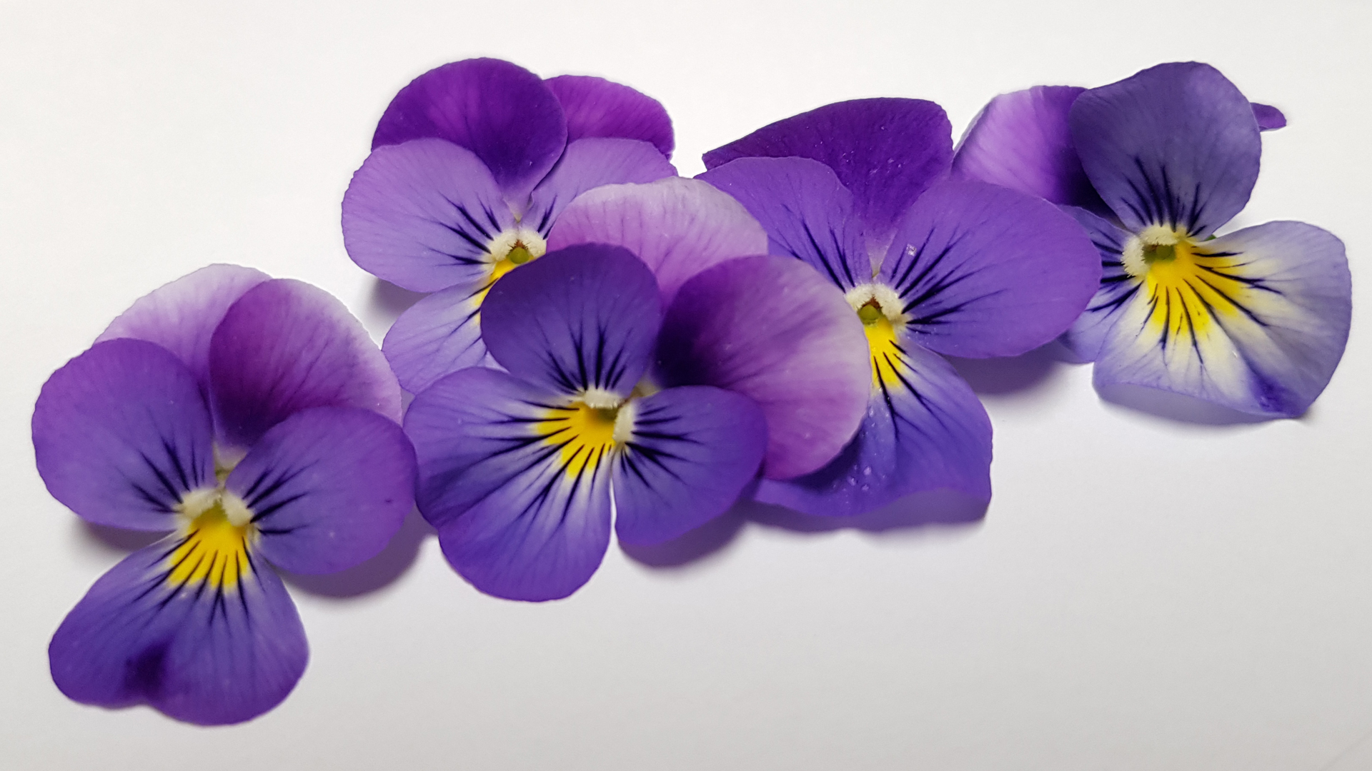 hornveilchen-lila-gelb-schwarz-gestreift Hornveilchen lila - gelb schwarz gestreift - Essbare Blüten