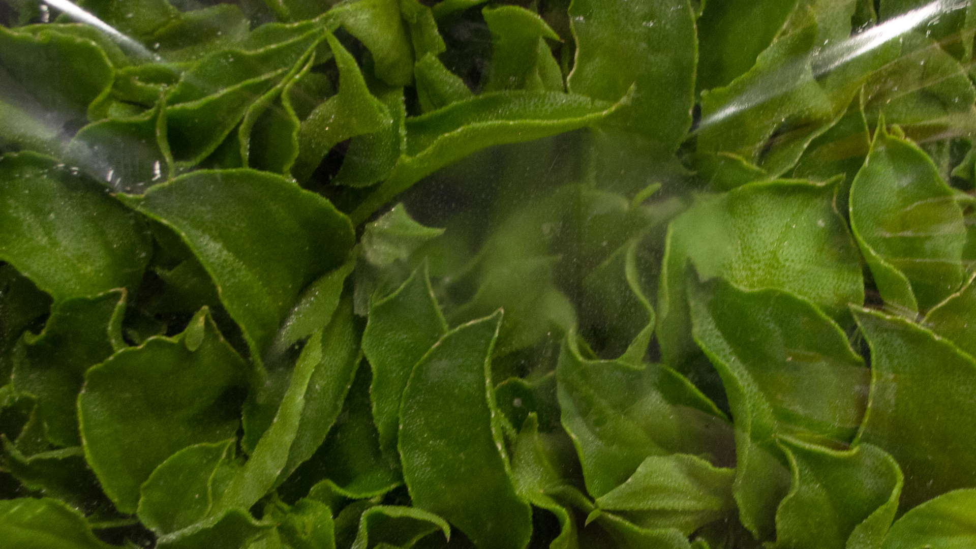 glacial-salat Glacial Salat