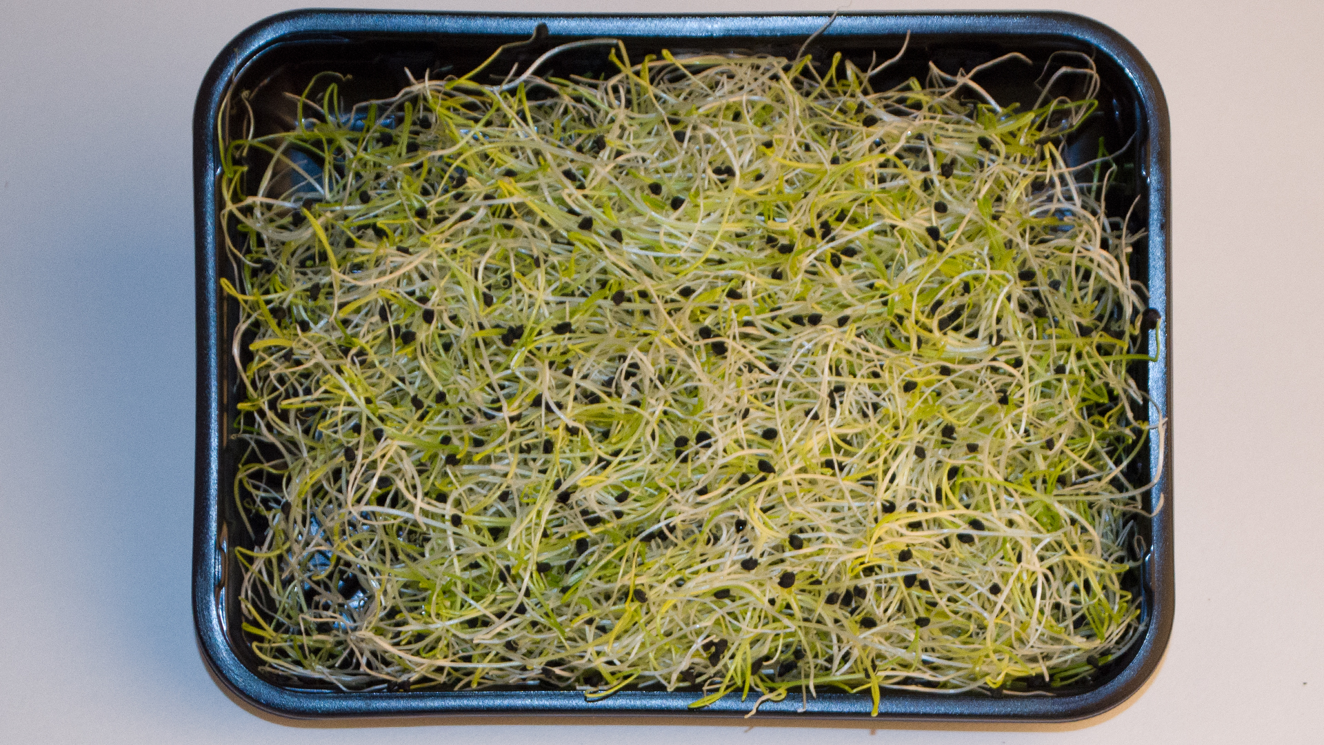 Zwiebel-Sprossen-Schale-offen Zwiebelsprossen Schale