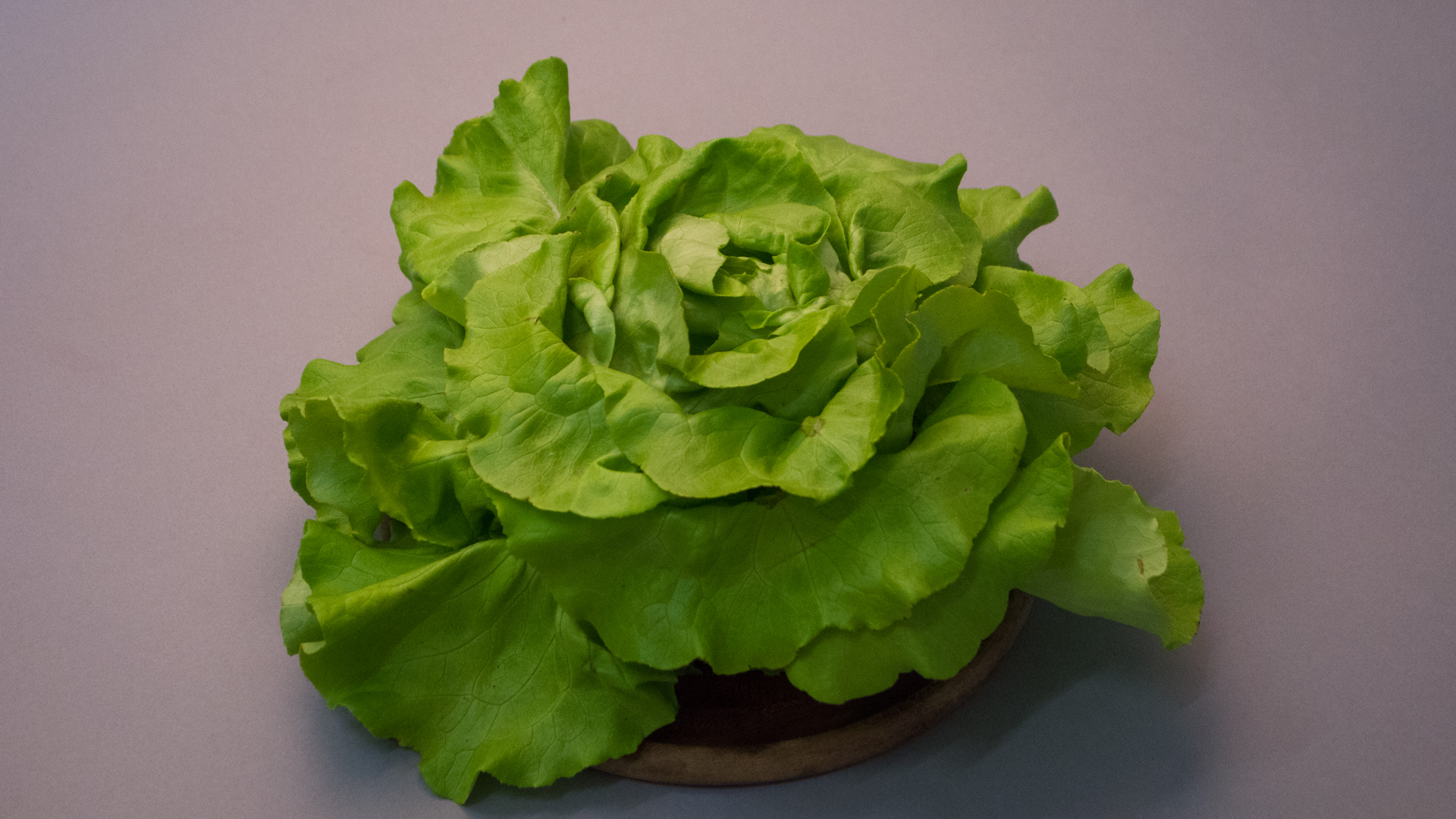 Kopsalat Kopfsalat