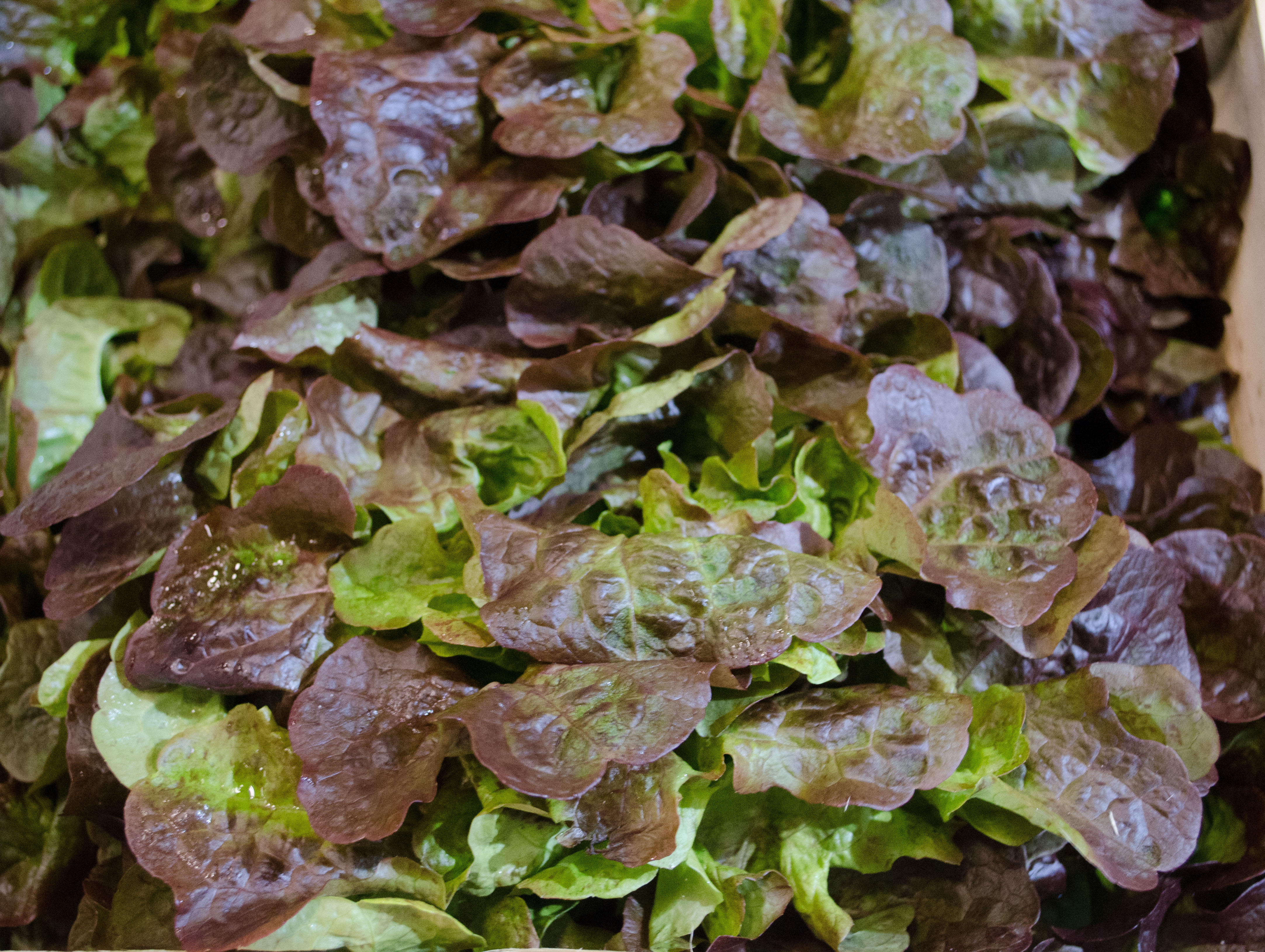 Bio Crispy Salat rot