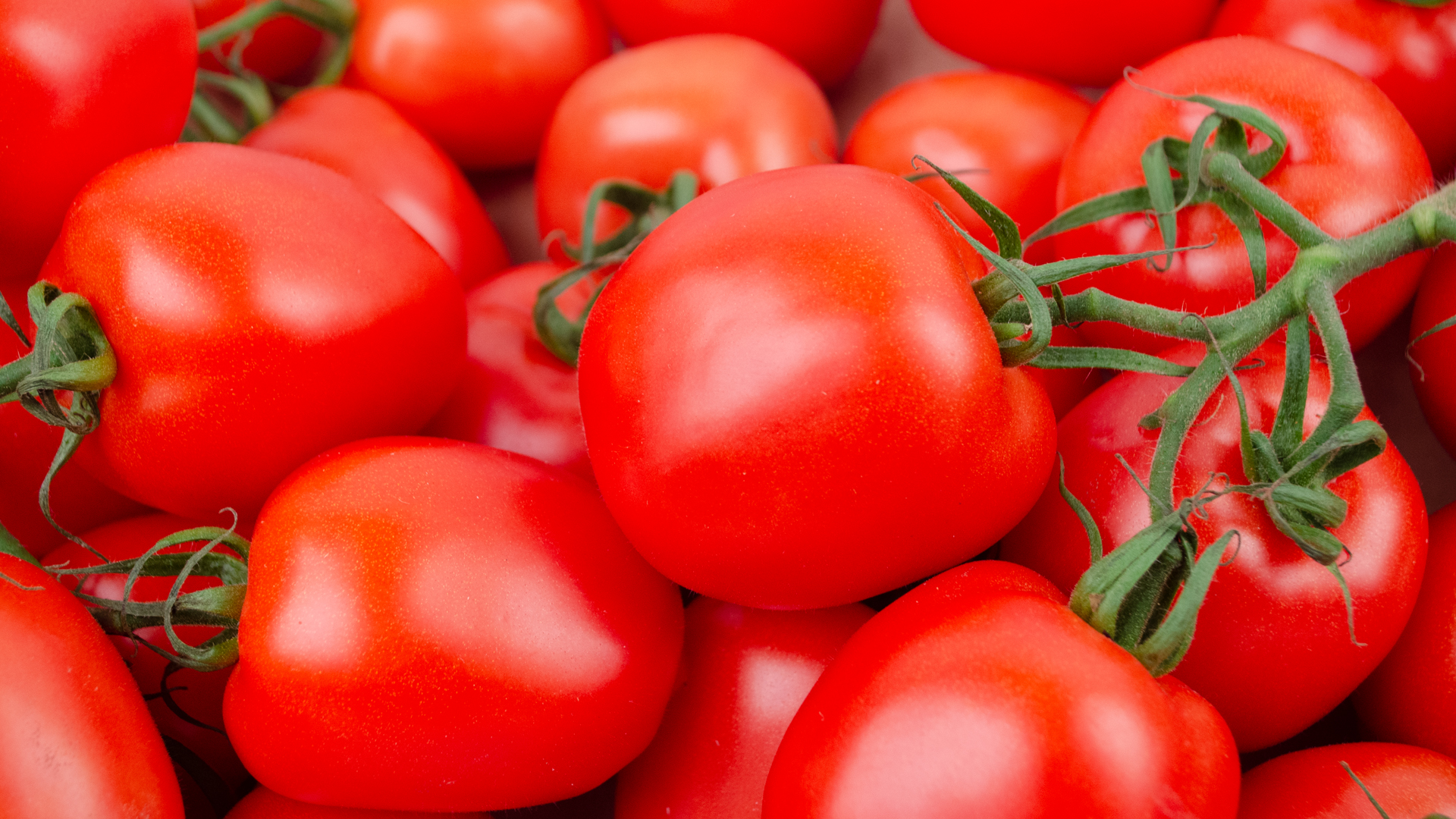 Tomaten Roma