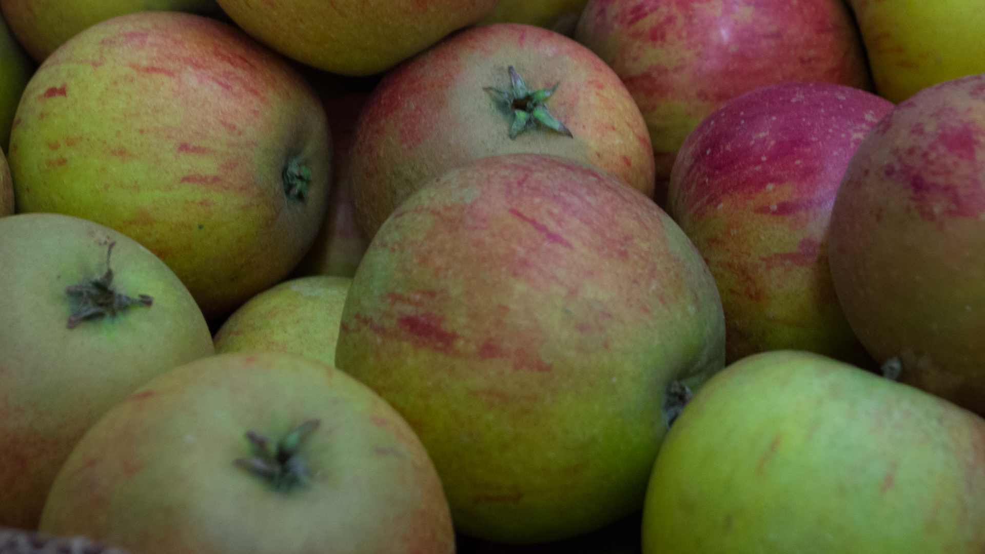 bio-apfel-cox-orange Bio Apfel Cox Orange