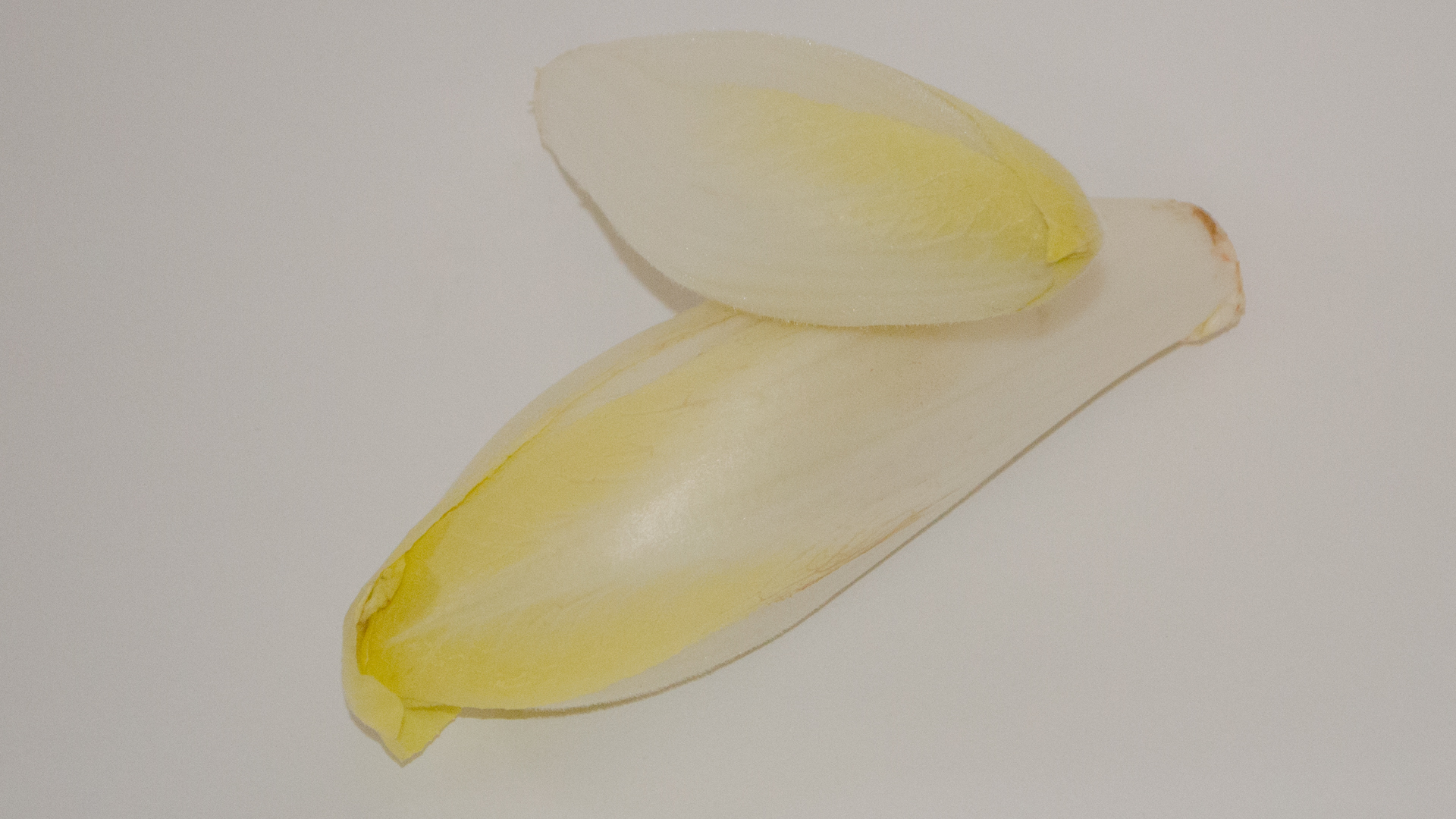 chicoree-gelb-lose Chicorée gelb 0,5kg