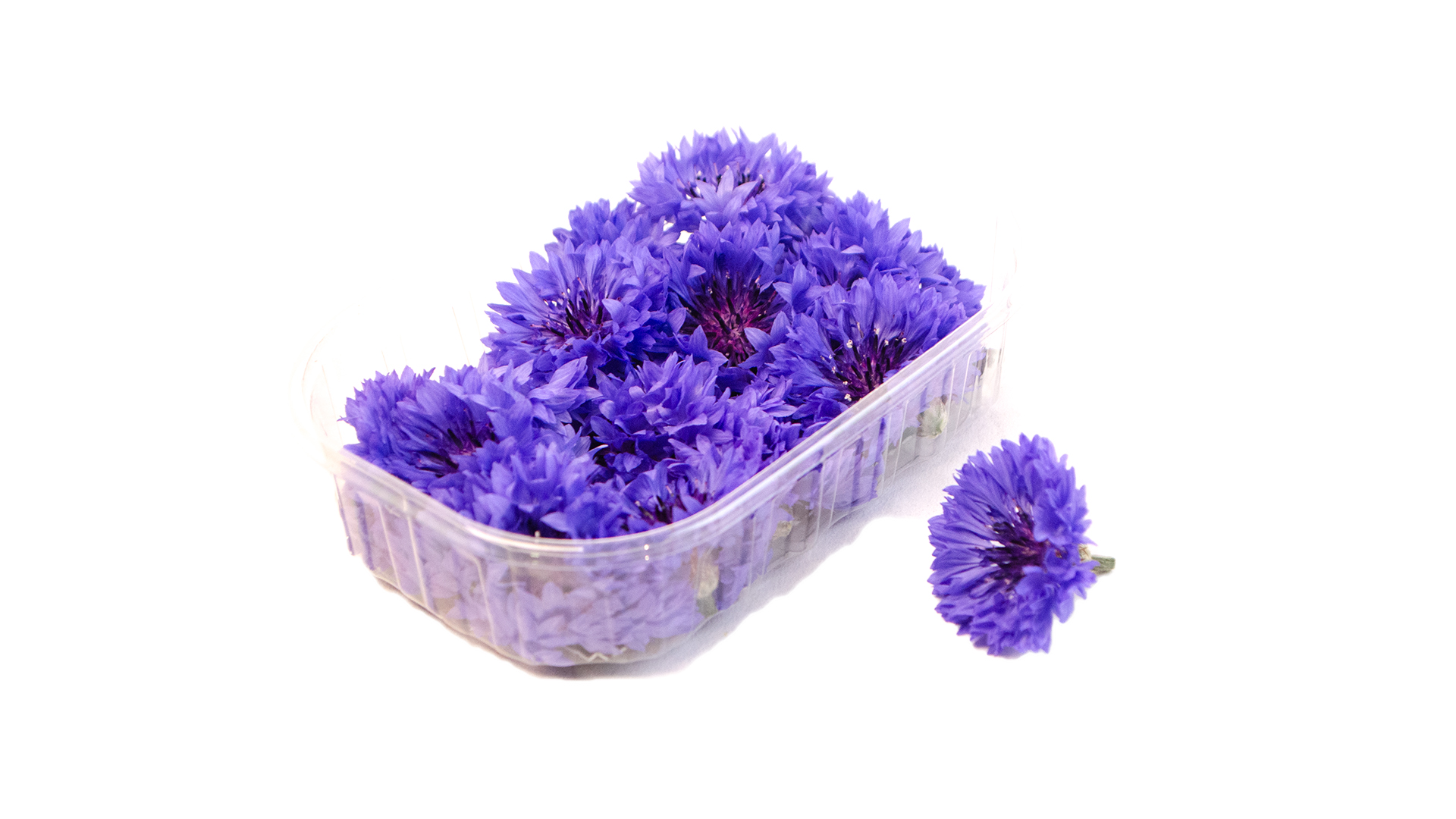 kornblumen-blau-schale