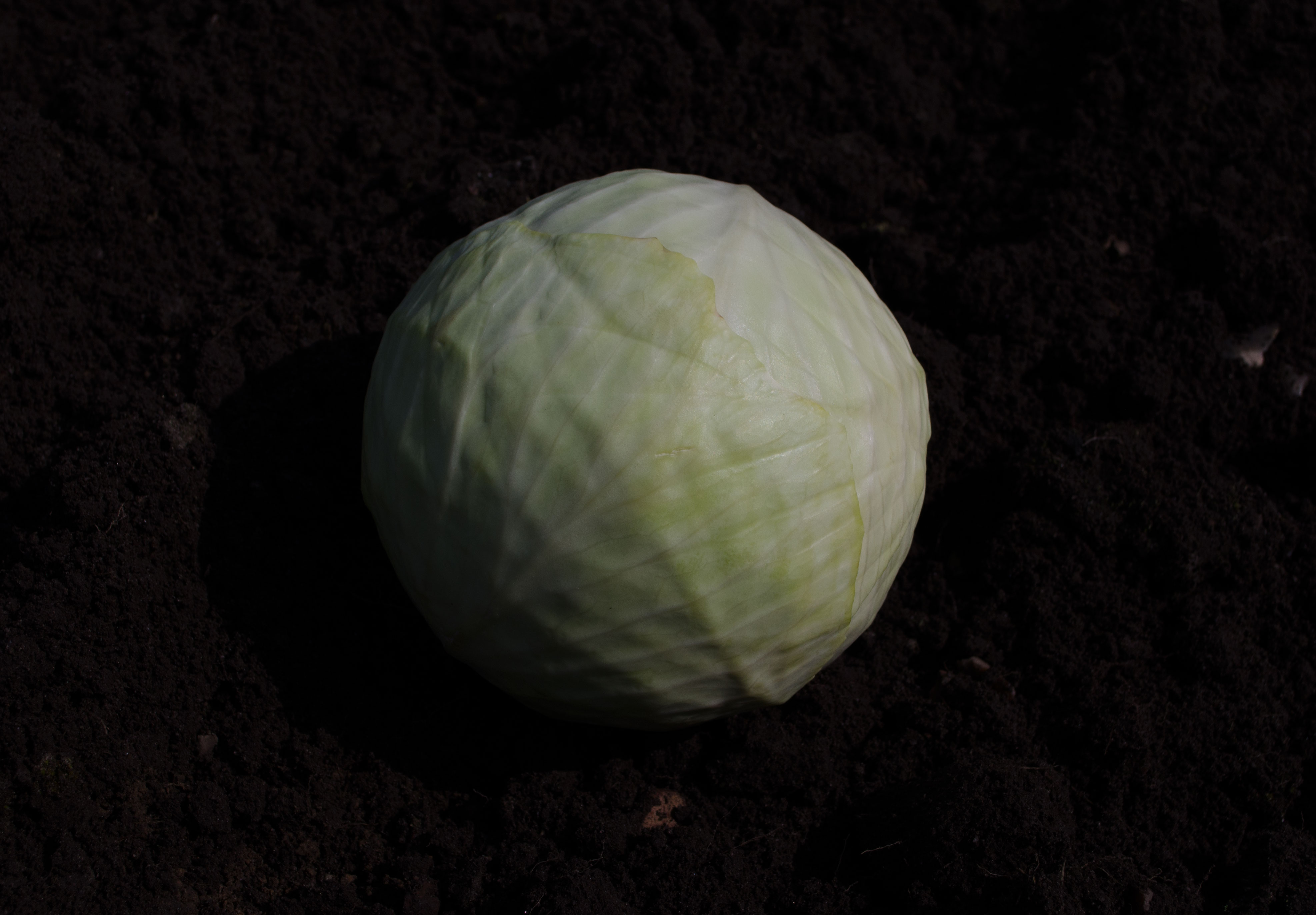 weisskohl Bio Weißkohl neue Ernte