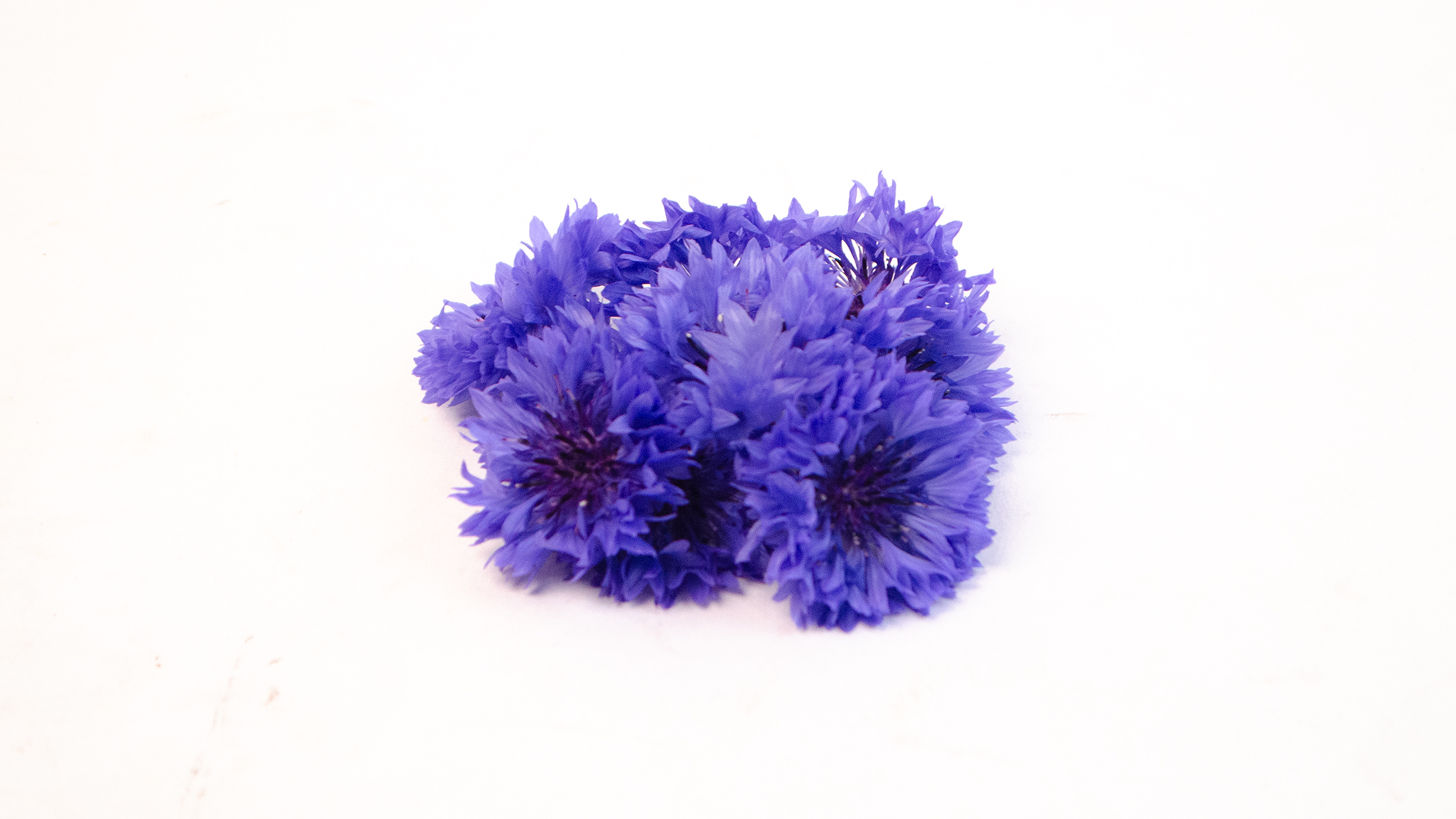 kornblumen-blau