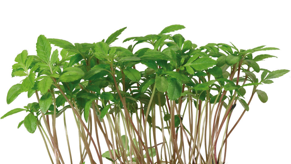 1-aclla-cress-side Aclla Cress