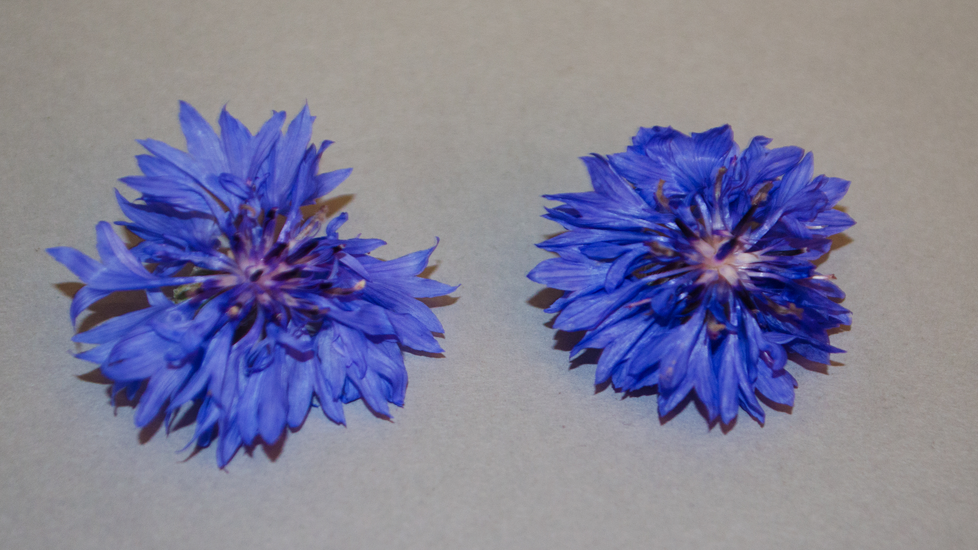 Kornblume