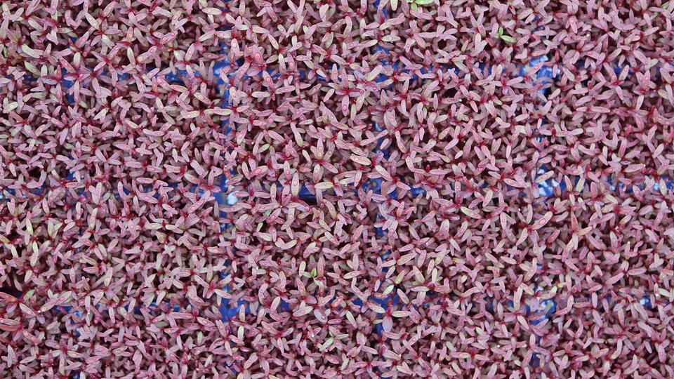 scarlettcress-topview-0020-16x9