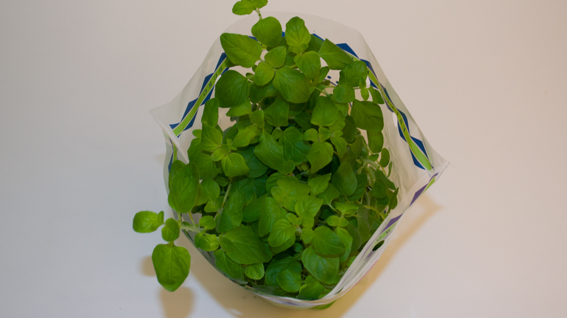 Bio-Oregano-Topf-2