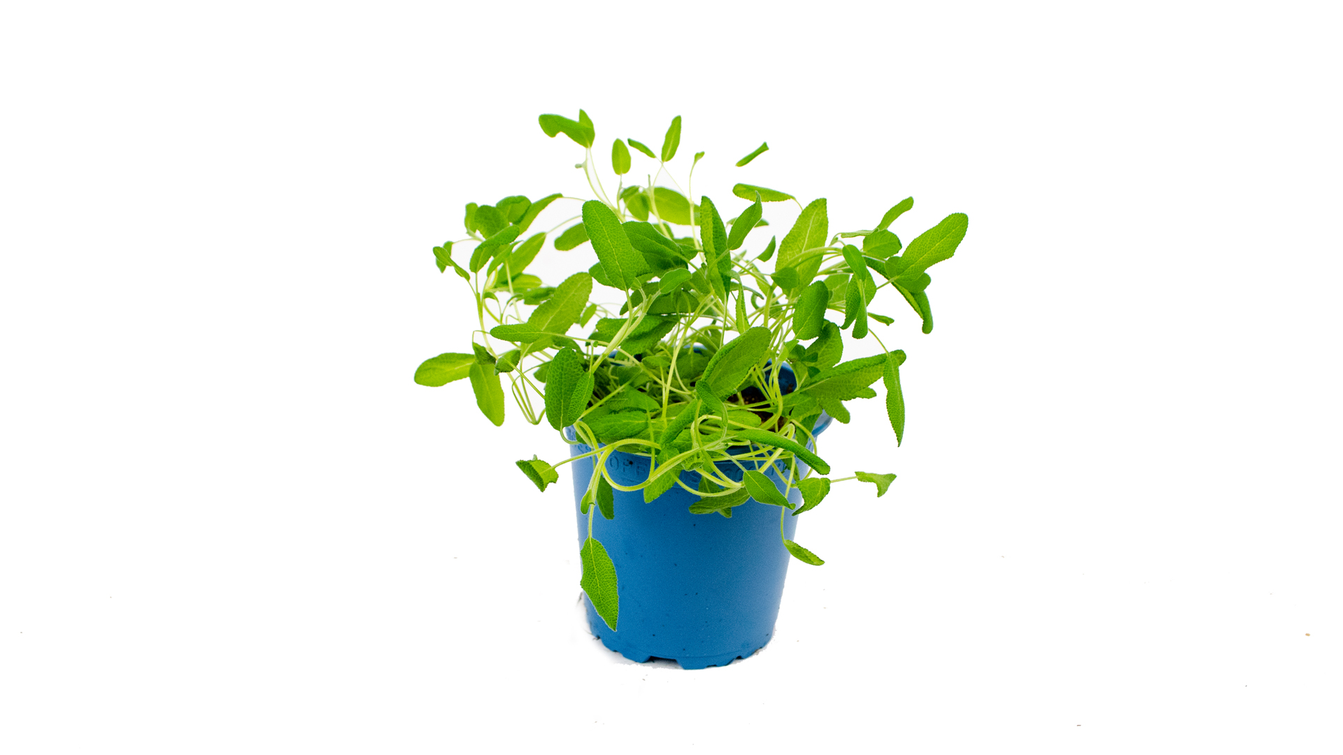 Bio-Salbei Bio Salbei im Topf