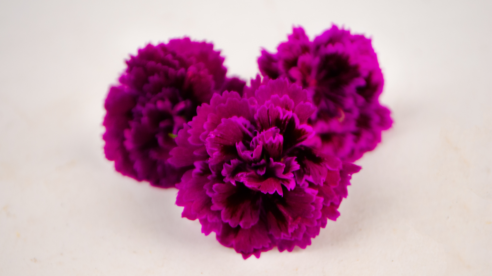 Nelke-rot46B5smAkJI5xb Nelkenblüten lila rot - Essbare Blüten