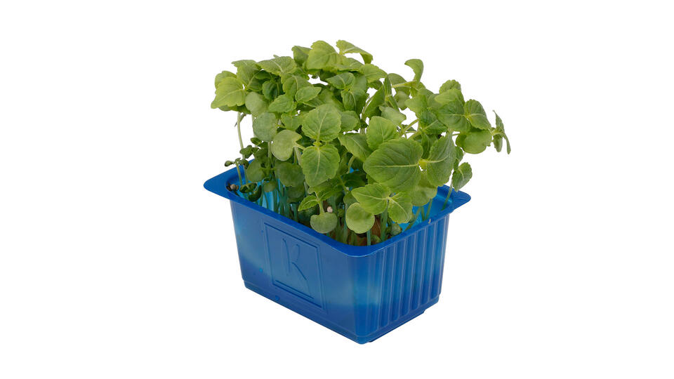 cress-shisogreen-0086-rgb-16-9 Shiso Mix