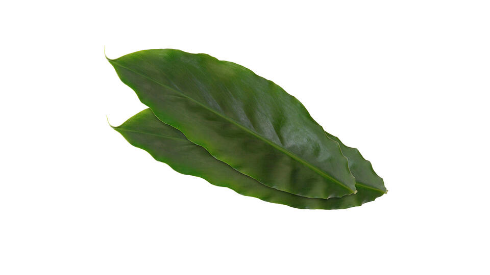 special-wb-cardamomleaves-1834-rgb-16-9