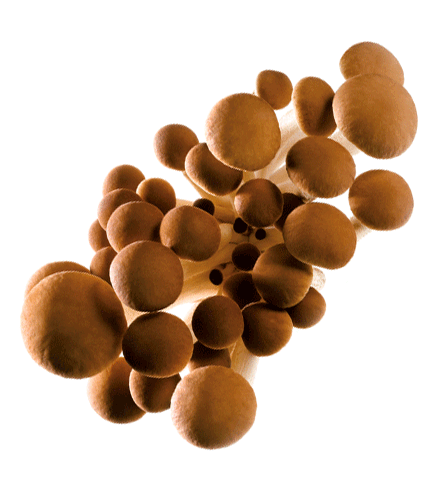 bio_Samthaube_BD-uebersicht