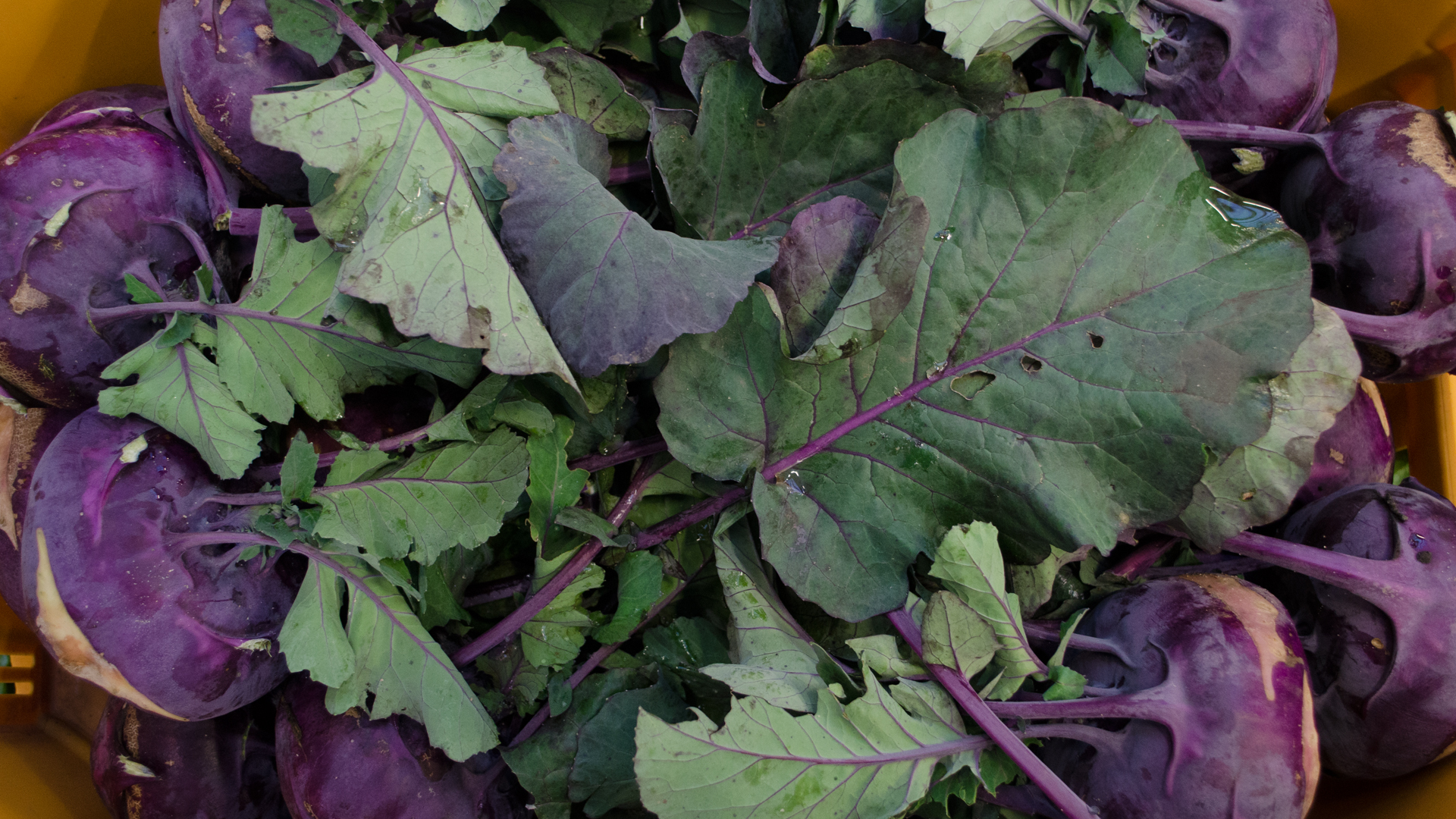 kohlrabi-violett-deutschland
