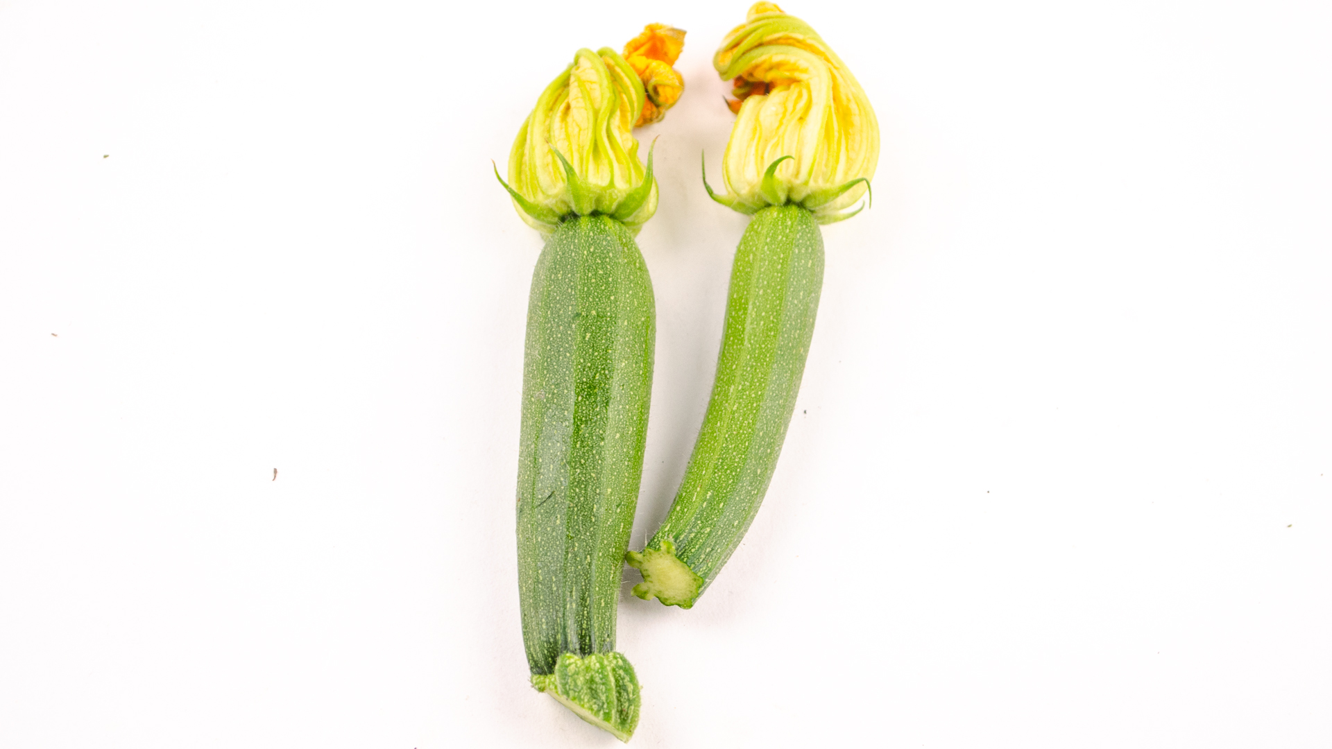 zucchini-bl-ten-klein-oben Zucchini Blüten mini