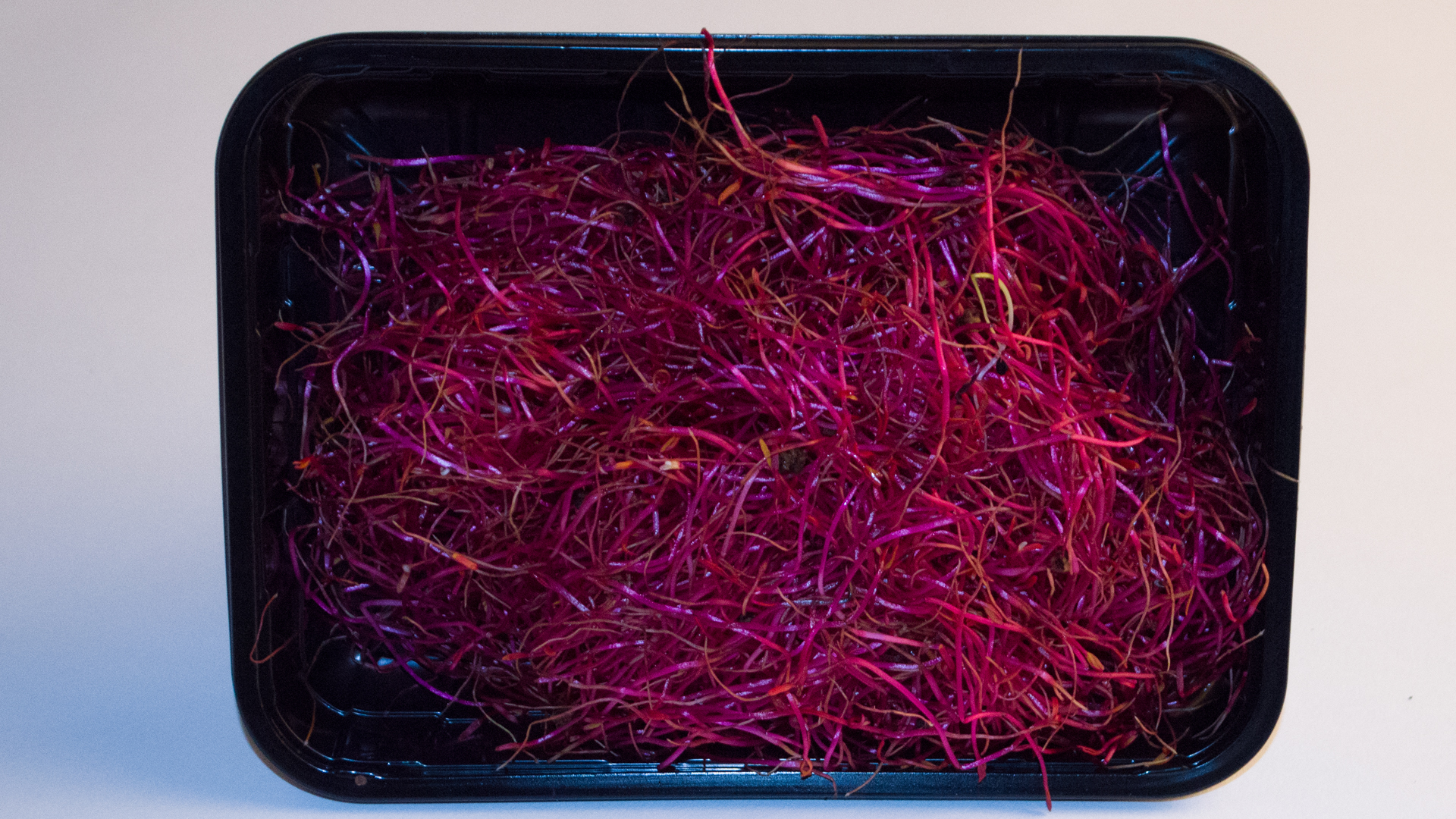 Rote-Bete-Sprossen-Schale-50g Rote Bete Sprossen Schale