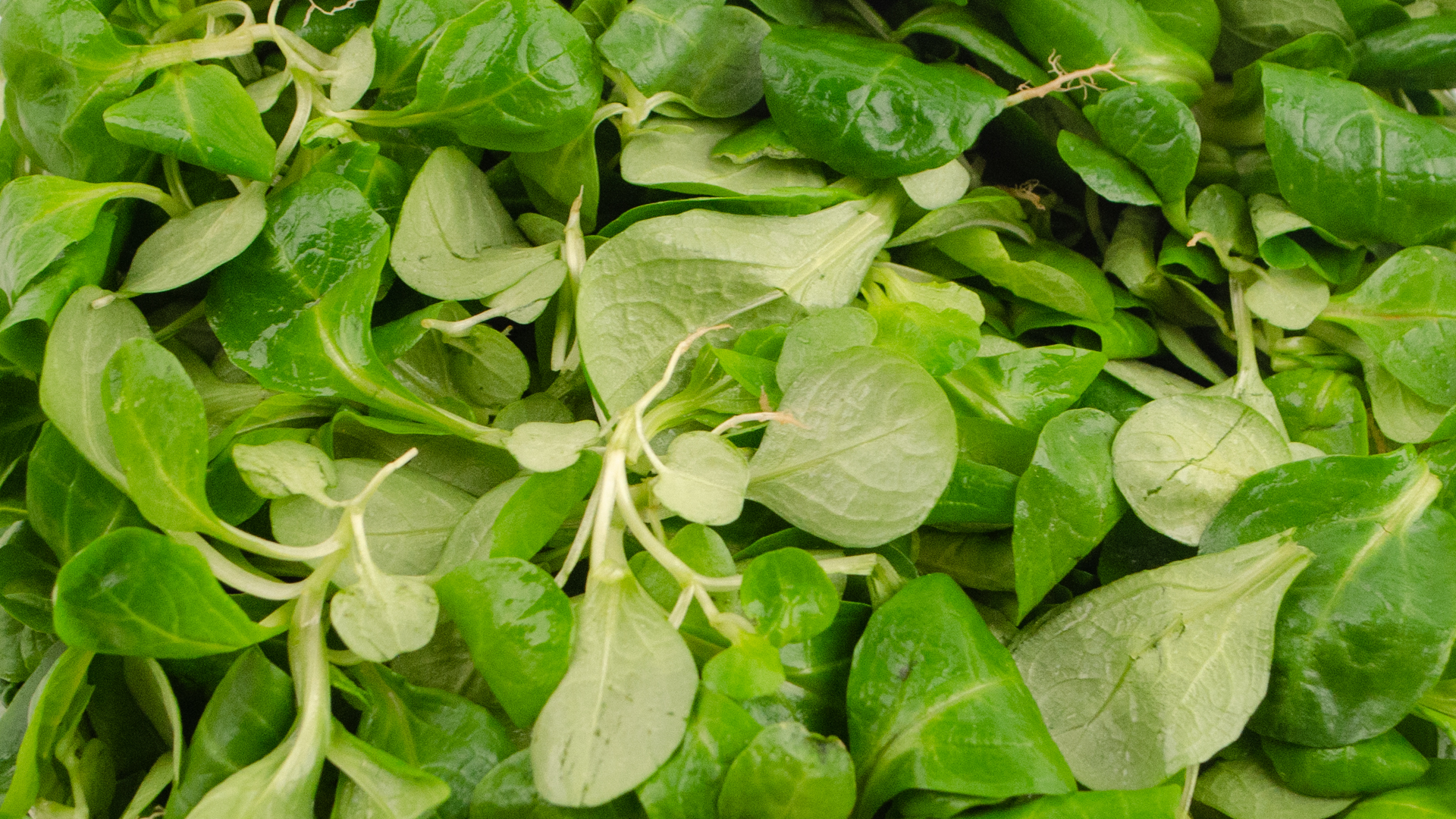 feldsalat-deutschland Feldsalat
